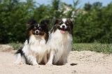 EPAGNEUL PAPILLON et PHALENE 006